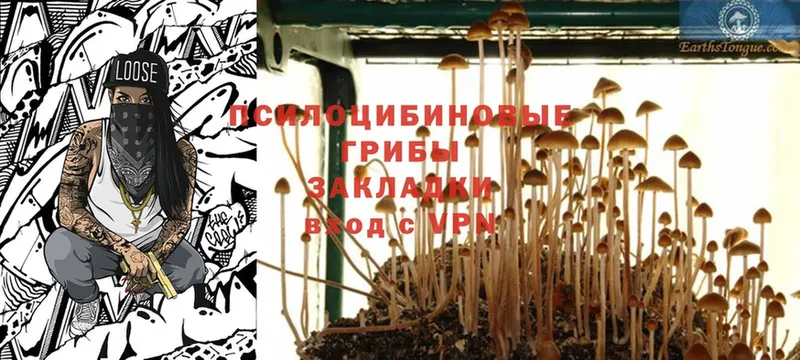 Галлюциногенные грибы Psilocybe  Джанкой 